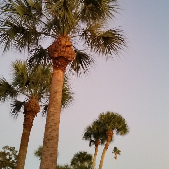 Meet your Posher, Cassandra - Picture 1 of 1